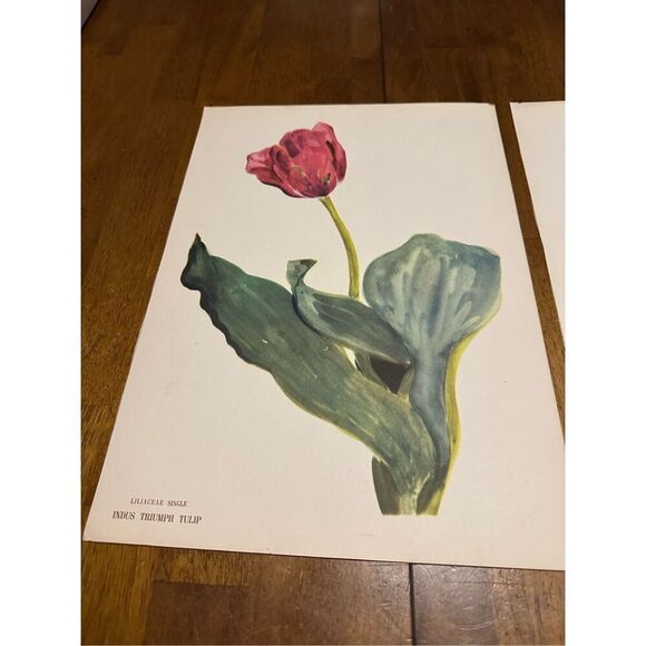 Flowers Drawn by Arlette Davids Text by Princess Bibesco prints Tulips 10x14” - Picture 2 of 9